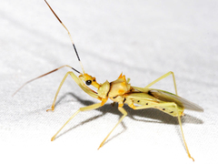 Ploeogaster