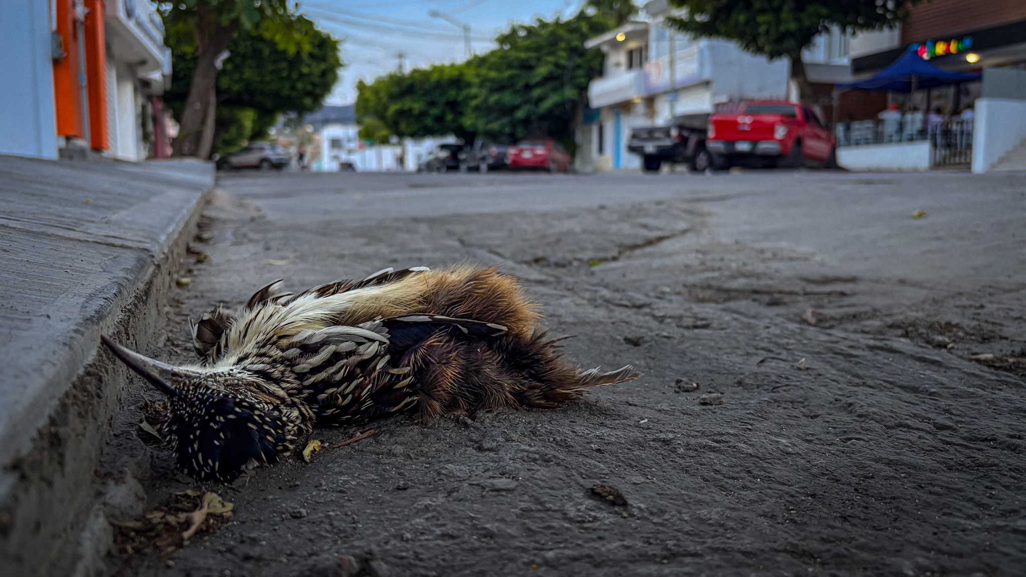 Lesser Roadrunner (Geococcyx velox), photo 6
