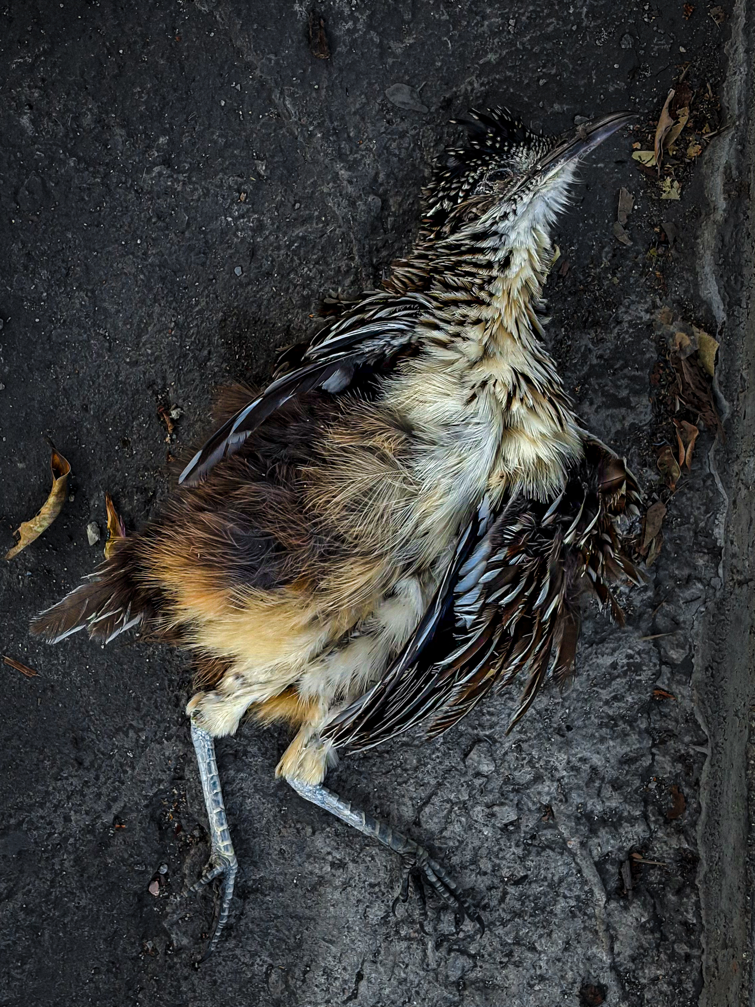 Lesser Roadrunner (Geococcyx velox), photo 5
