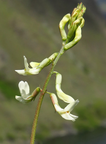 Astragalus arthurii