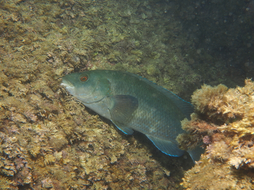 Labrus merula
