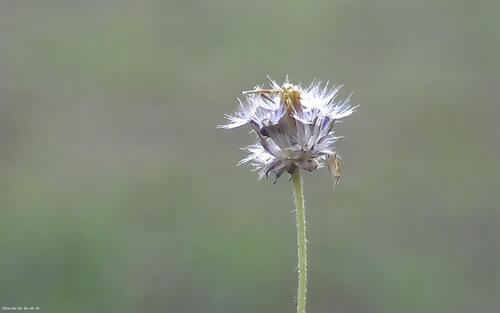 Tridax procumbens