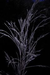 Chusquea septentrionalis