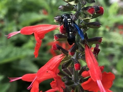 Zethus spinipes variegatus