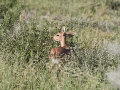 Raphicerus campestris steinhardti