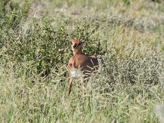 Raphicerus campestris steinhardti