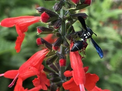 Zethus spinipes variegatus