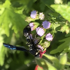 Zethus spinipes variegatus
