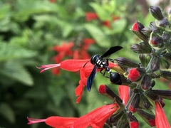 Zethus spinipes variegatus