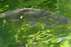 Characiformes