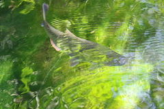 Characiformes