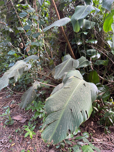 Calathea crotalifera, 2026-04-25