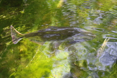 Characiformes