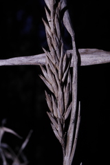 Chusquea septentrionalis