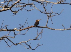 Brachygalba lugubris