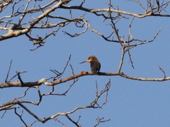 Brachygalba lugubris