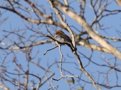 Brachygalba lugubris