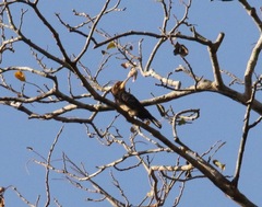 Brachygalba lugubris