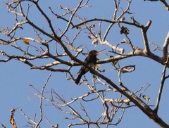 Brachygalba lugubris