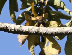 Brachygalba lugubris