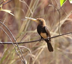 Brachygalba lugubris