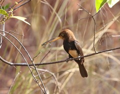 Brachygalba lugubris