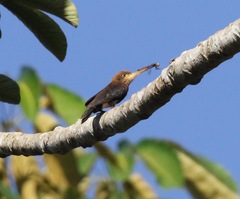 Brachygalba lugubris