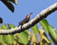 Brachygalba lugubris