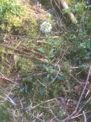 Noccaea caerulescens