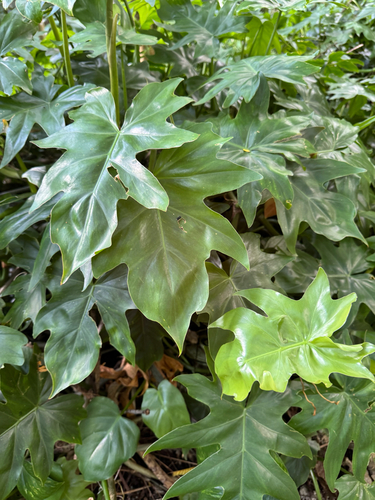 Philodendron lacerum observed 2026-04-25