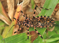 Salyavata macmahanae