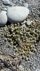 Eryngium vesiculosum