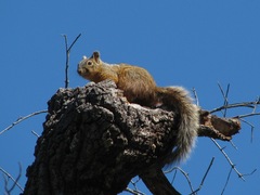 Sciurus nayaritensis