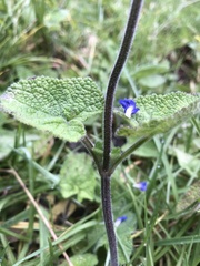 Salvia palifolia