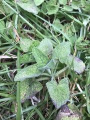Salvia palifolia