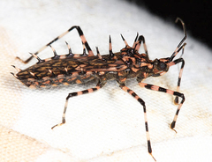 Salyavata macmahanae