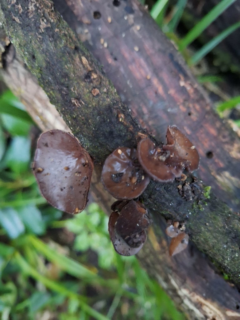 Auricularia cornea · April 2026 · photo: © heidimeudt (iNaturalist, cc-by)