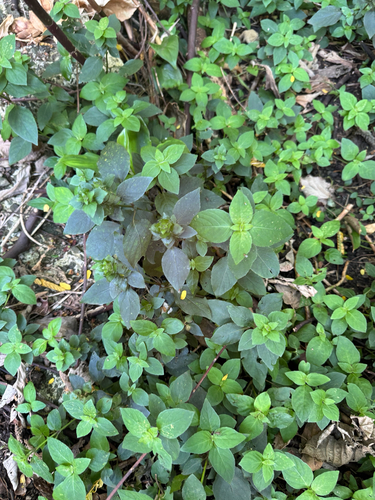 Ruellia blechum observed 2026-04-25