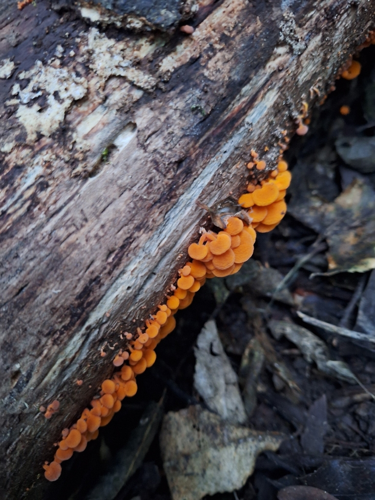Favolaschia claudopus · April 2026 · photo: © heidimeudt (iNaturalist, cc-by)