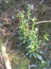 Noccaea caerulescens