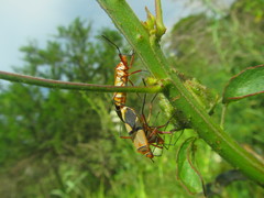 Dysdercus nigrofasciatus