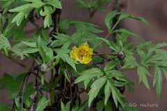 Paeonia ludlowii