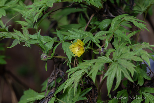 Paeonia ludlowii, photograph 1