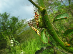 Dysdercus nigrofasciatus