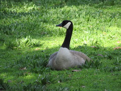 Branta canadensis