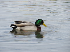 Anas platyrhynchos