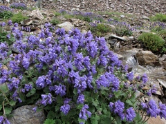 Dracocephalum imberbe