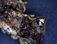 Melanohalea septentrionalis