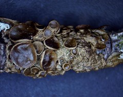 Melanohalea septentrionalis