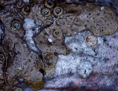 Melanohalea septentrionalis